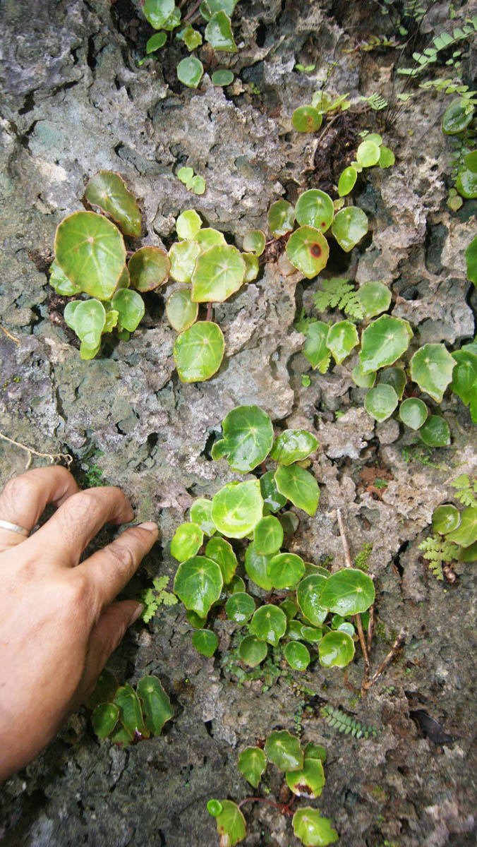 B. rufipila